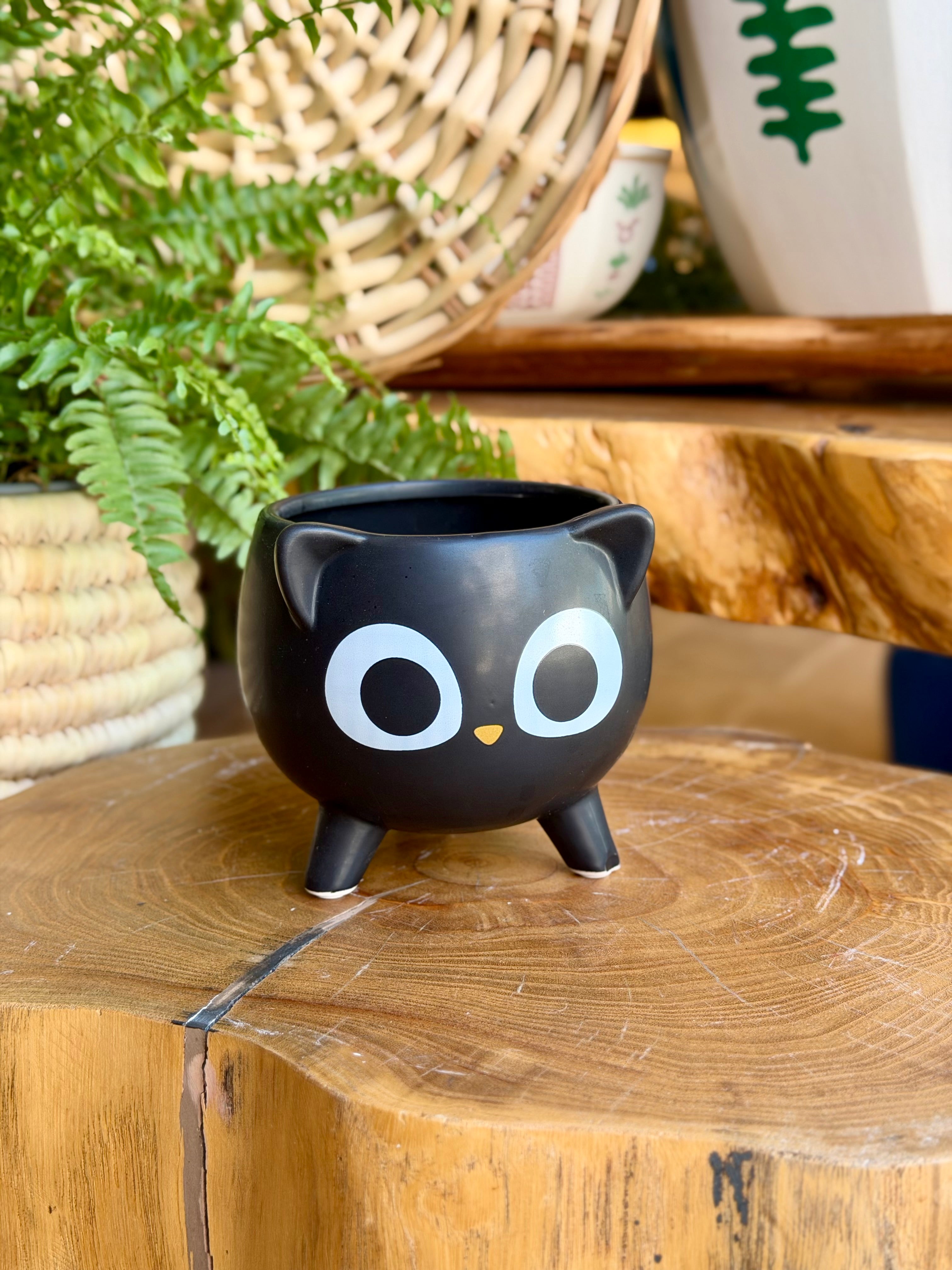 Cat planter