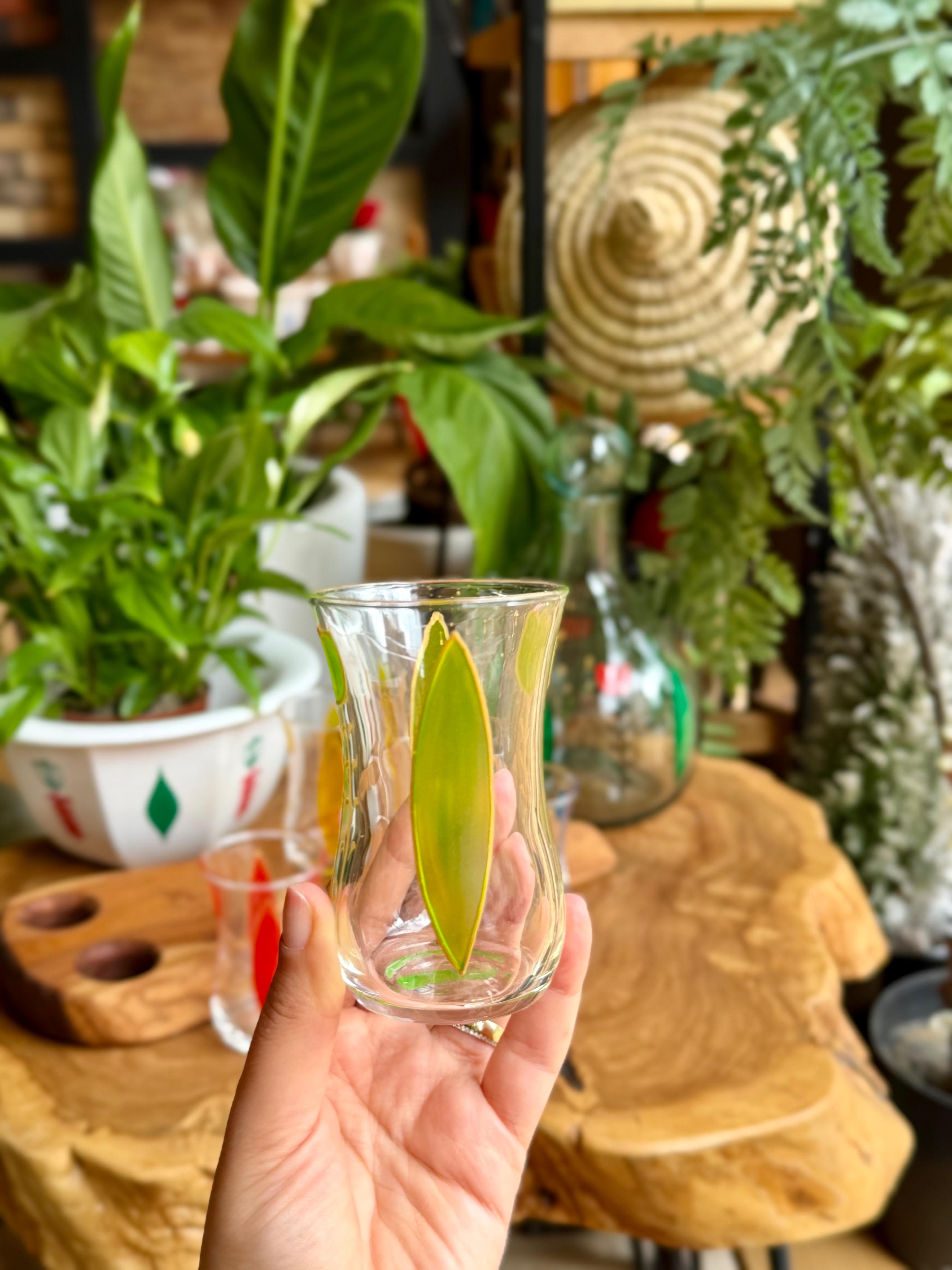 transparent tea cups tulip